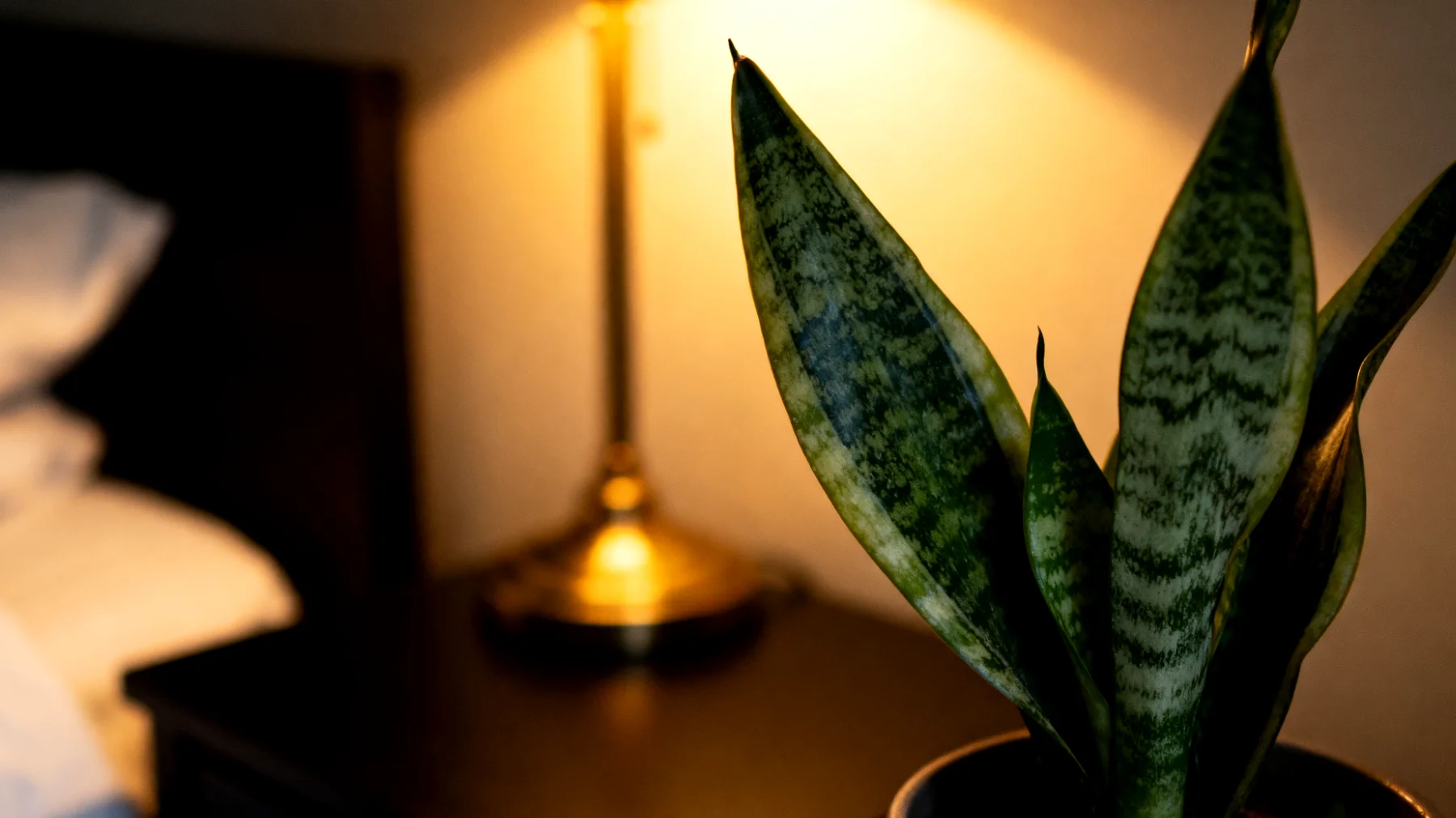 Sansevieria"