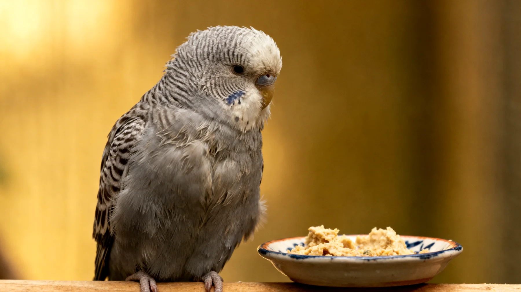 Ältere Wellensittiche benötigen eine angepasste Ernährung mit leicht verdaulichen, nährstoffreichen Futtermitteln, um altersbedingte Gesundheitsprobleme wie Organfunktionsstörungen, Gewichtsverlust und verminderte Vitalität zu vermeiden"